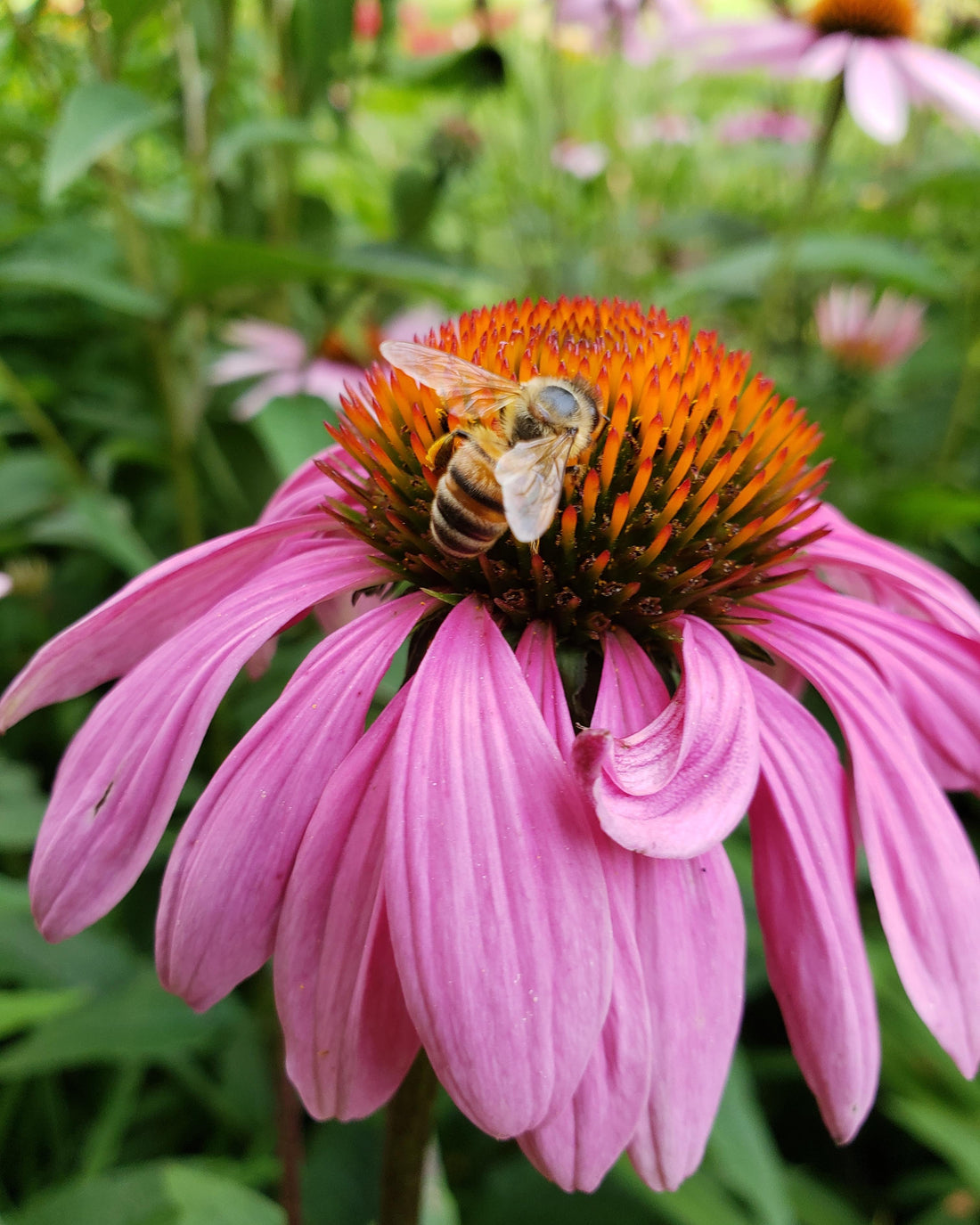 What You Need to Know to Stay Healthy While Gardening