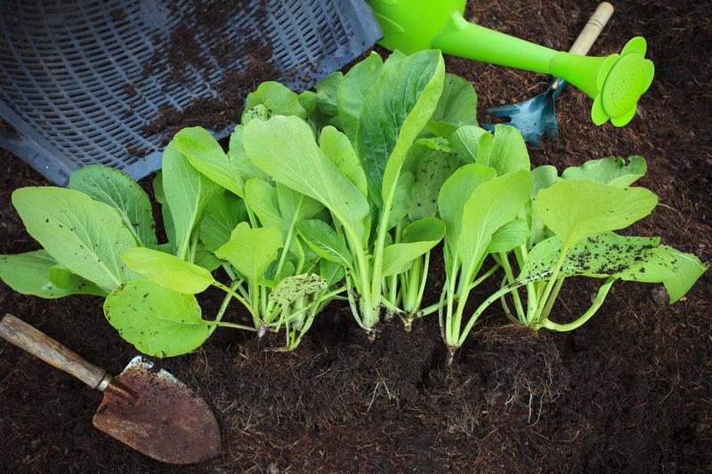 How to Save Money Maintaining a Garden