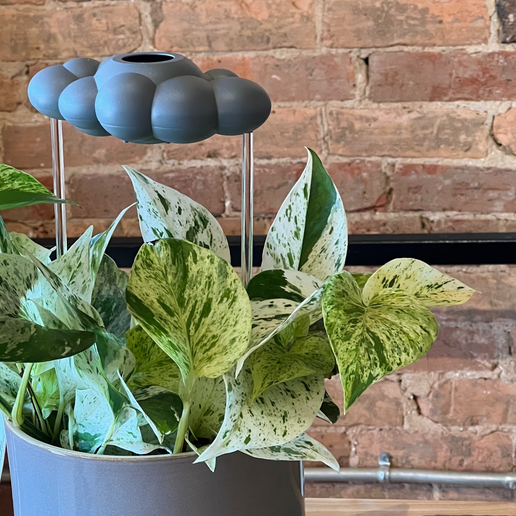 Cloudmaker Stormy Dripping Rain Cloud for Plants